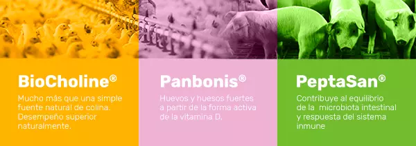 Biocholine, Panbonis e PeptaSan